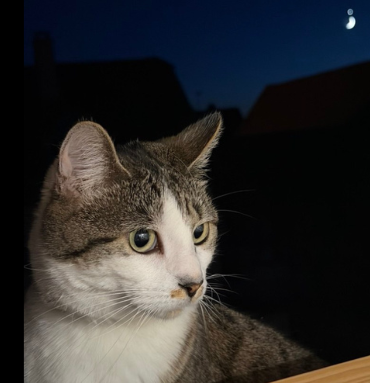 {{ t.acolytes.catName }}