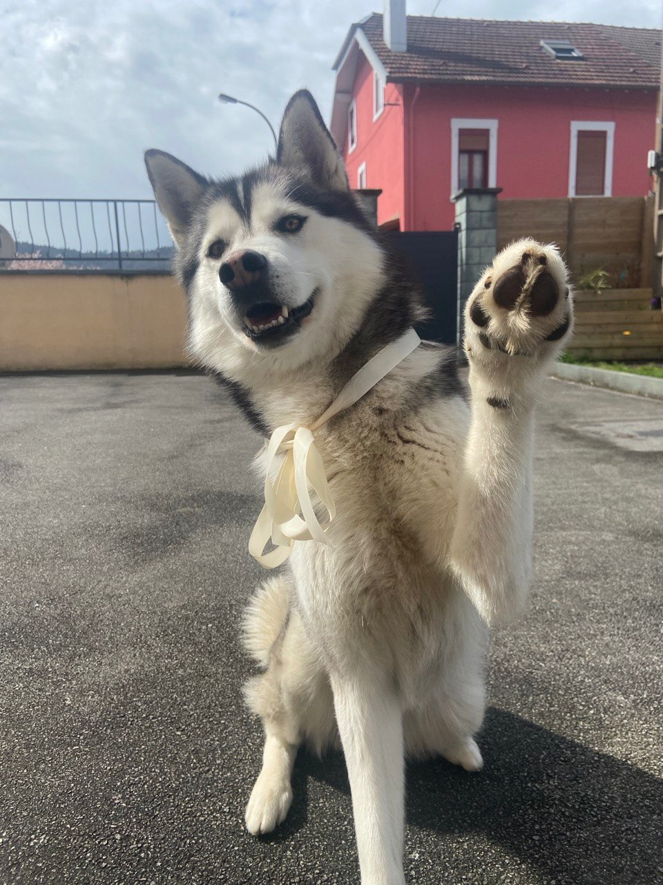 {{ t.acolytes.dogName }}